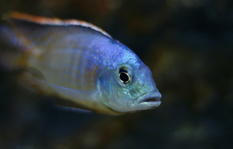 Otopharynx sp. 'spots' Sani